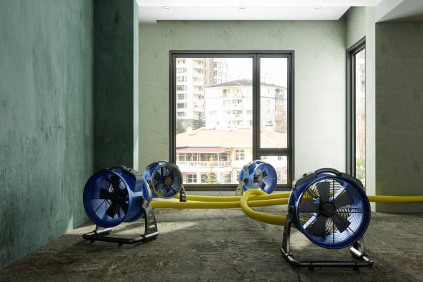 Best Mold removal after water damage  in Halstead, KS